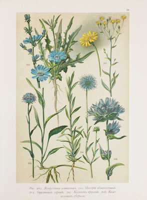 Гофман К. Ботанический атлас по системе де-Кандоля... СПб., 1897.